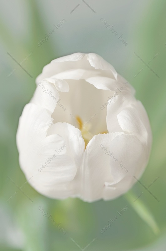 Flower and spring sweetness : White tulip • Royalty free Photo