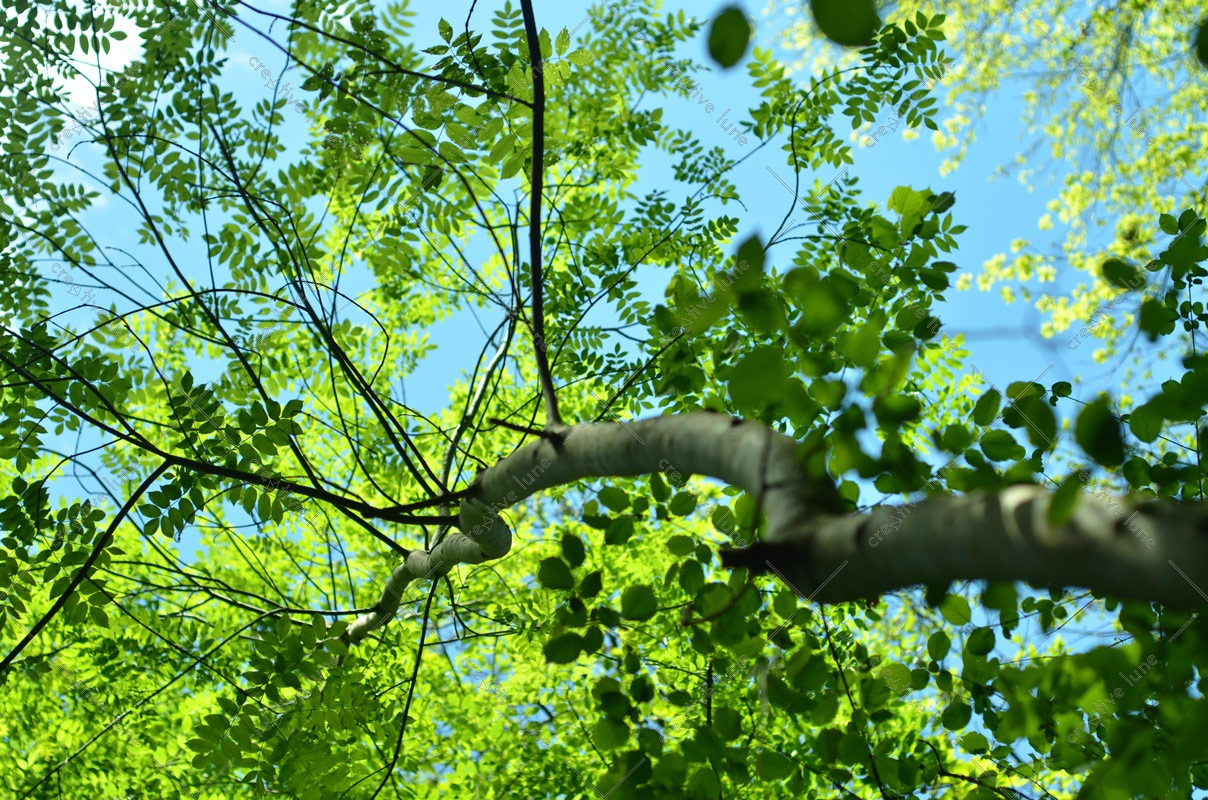 Arbre de printemps photographie libre de droits à télécharger • Creative Lune