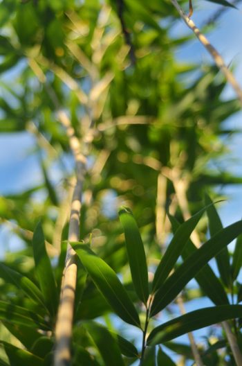 Bambous - image de plantes HD libre de droits • Creative Lune
