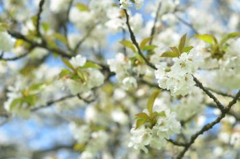 Cerisier au printemps - photo fleurs & nature libre de droits • Creative Lune