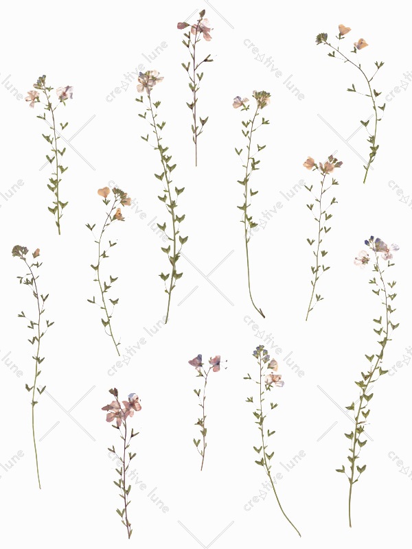Herbier Fleurs sauvages - images florales à télécharger • Creative Lune