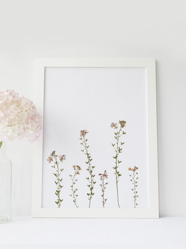 Herbier Fleurs sauvages - images florales à télécharger • Creative Lune