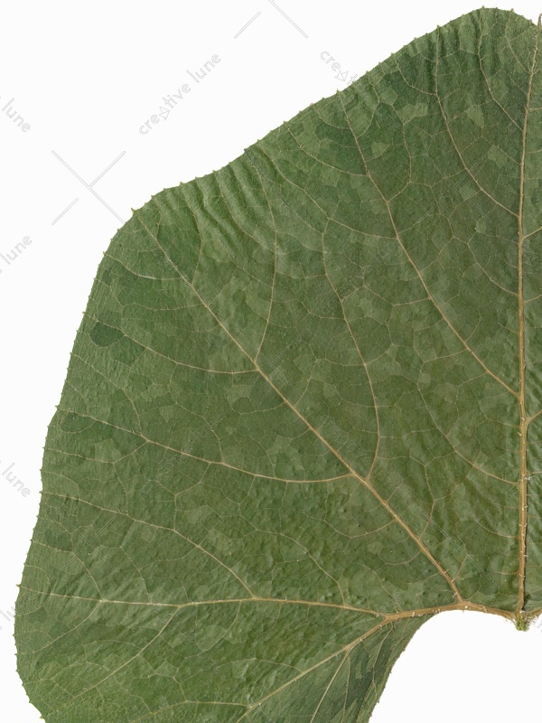 Herbier Légumes du potager – Image 5