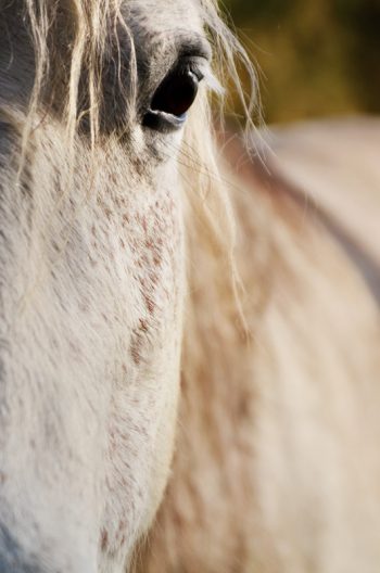 Cheval blanc et son regard - photographie animalière • Creative Lune