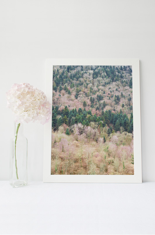 Forêt de bouleaux et sapins en hiver – Image 2