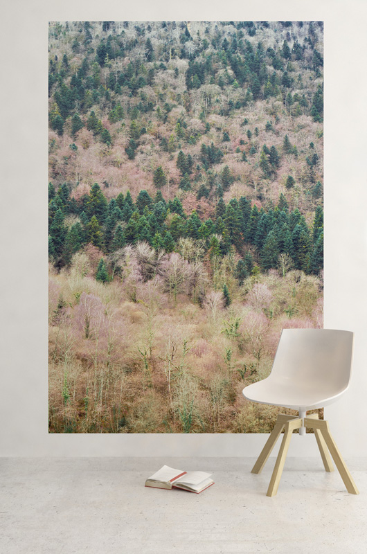Forêt de bouleaux et sapins en hiver – Image 3