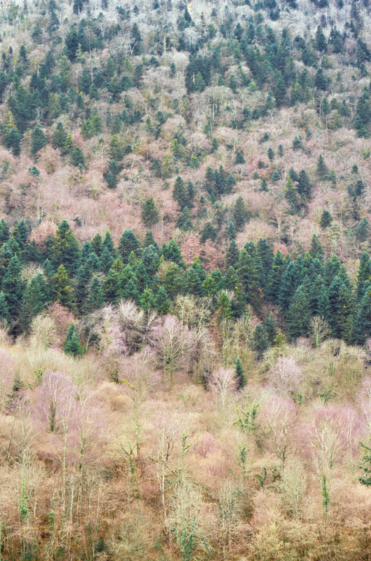 Forêt de bouleaux et sapins en hiver - photo Nature HD • Creative Lune