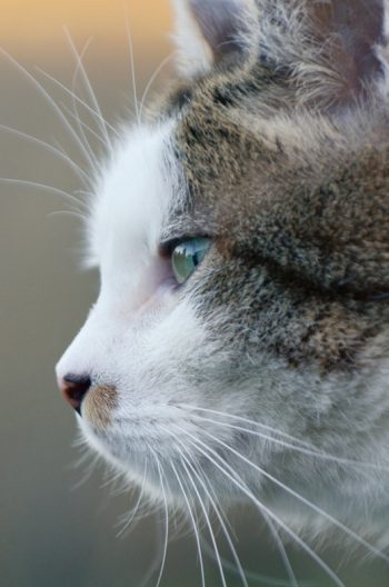 Chat blanc et brun de profil - photo Animal domestique • Creative Lune
