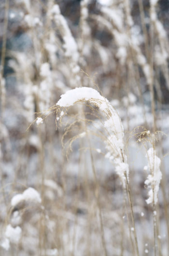 Massif de graminées sous la neige, image haute résolution libre de droits à télécharger pour identité visuelle, communication et décoration. Hiver, Plantes, Délicat, Herbes, Vivaces, Jardin, Neige, Froid, Flocons / Creative Lune / Banque images libres de droits à télécharger et à imprimer