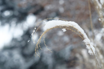 Herbe fine recouverte de flocons de neige, image haute résolution libre de droits à télécharger pour identité visuelle, communication et décoration. Hiver, Végétal, Plantes, Sauvage, Nature, Herbe, Graminées, Vivace, Jardin / Creative Lune / Banque d'images et de photographies à télécharger et à imprimer