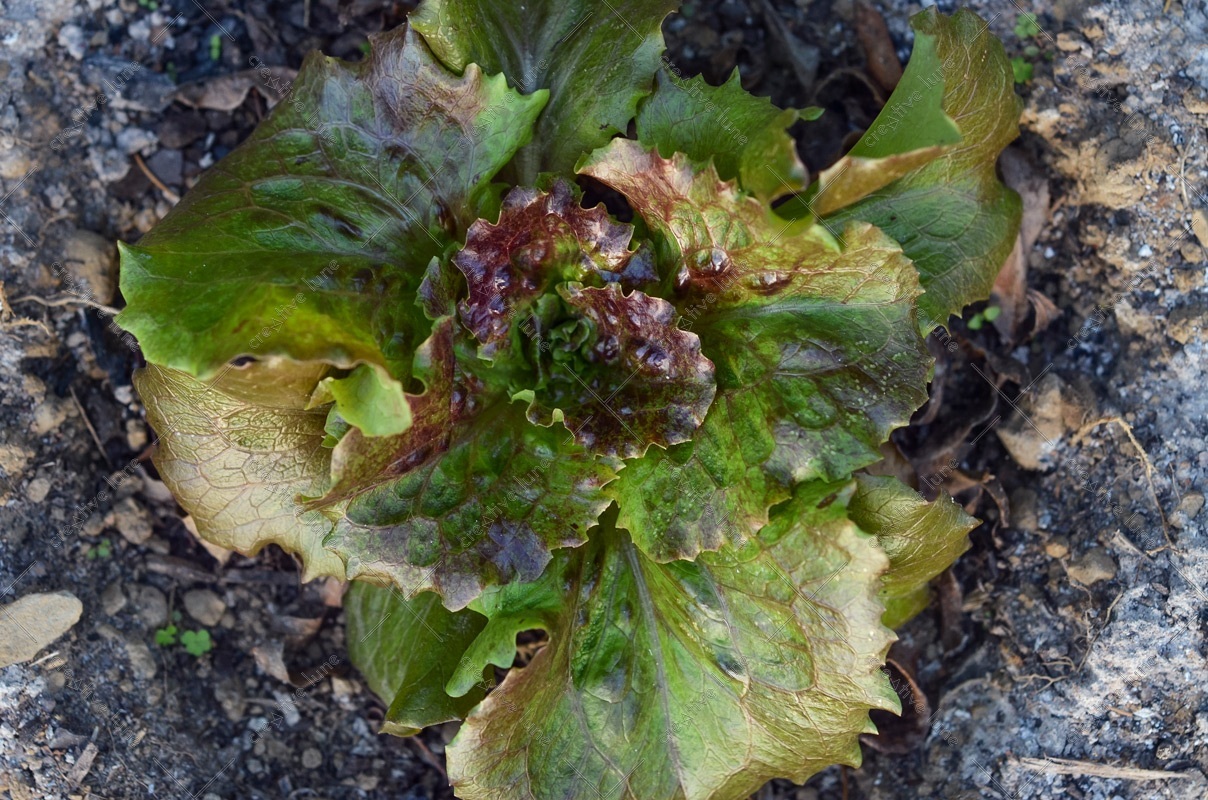 Salade du potager, image haute résolution libre de droits à télécharger pour identité visuelle, communication et décoration. Légumes, Culture, Paysanne, Biologique, Sain, Vert, Laitue, Printemps, Agriculture, Plant, Jardin, Nourriture / Creative Lune / Banque d'images et de photographies à télécharger et à imprimer