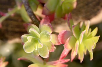 Succulentes givrées, image haute résolution libre de droits à télécharger pour identité visuelle, communication et décoration. Plantes grasses, Végétal, Nature, Jardin, Feuilles, Froid, Givre, Hiver, Soleil, Matin, Rose, Vert, Jaune / Creative Lune / Banque d'images et de photos libres de droits à imprimer
