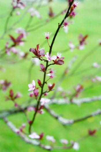 Cerisier en fleurs dans un jardin, photo haute résolution libre de droits à télécharger pour identité visuelle, communication et décoration. Image de nature au printemps, Jardin & Jardinage, Arbre en fleurs, Plantes & Végétaux, Fruits et Fruitiers • Creative Lune • Banque d'images et de photos libres de droits