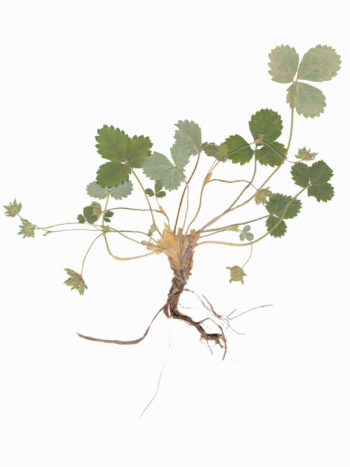 Herbier Fraisier des bois, image végétale haute résolution libre de droits à télécharger et à imprimer. Herbier de plantes, digital, numérique, Illustration florale, végétale, Feuilles, Flore, Planches, Botanique • Creative Lune • Images et Illustrations nature à télécharger pour projets web, déco, print, design