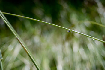 Nature en été et goutte d'eau, image haute résolution libre de droits à télécharger