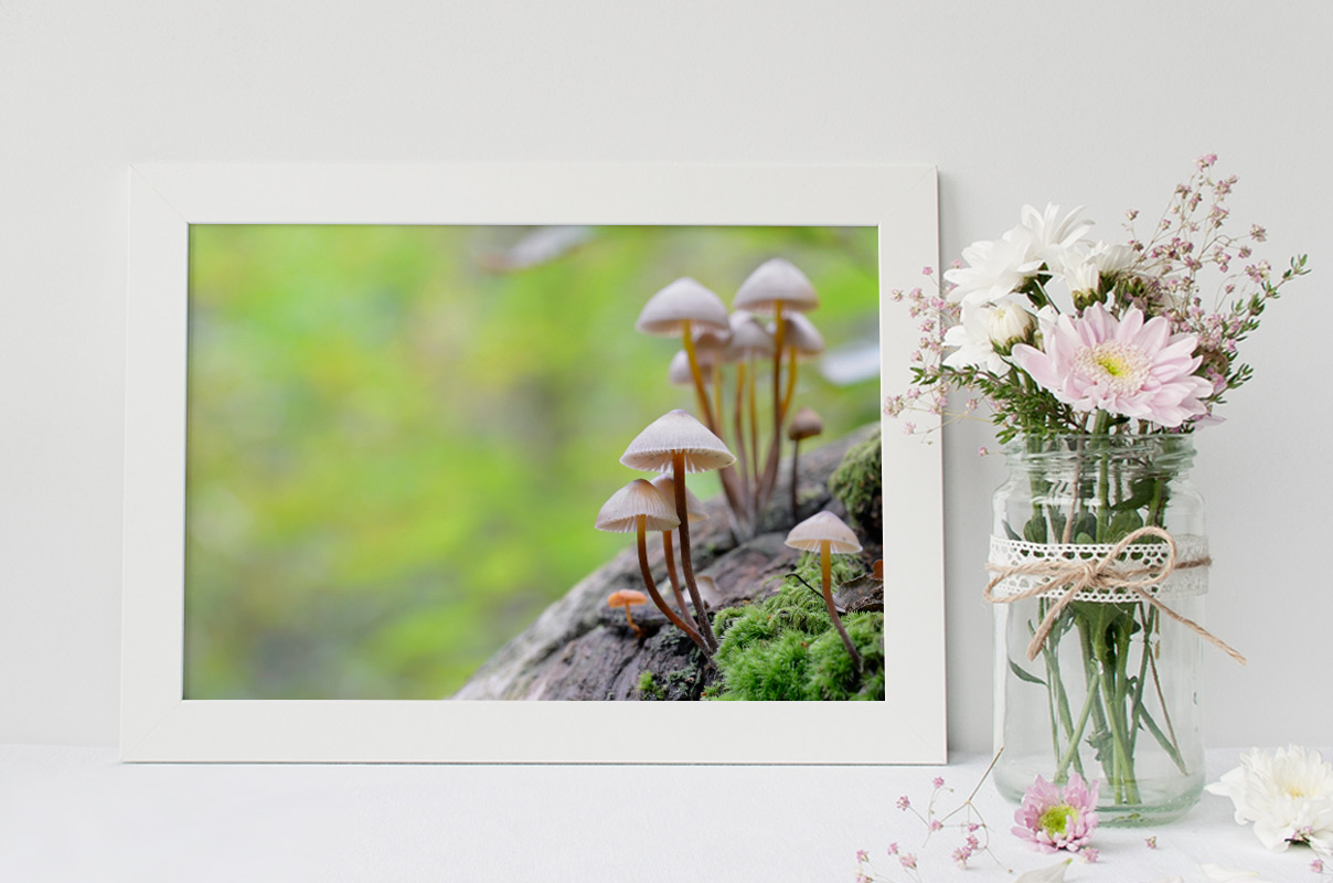 Champignons "Mycènes" poussant sur une souche de bois – Image 2