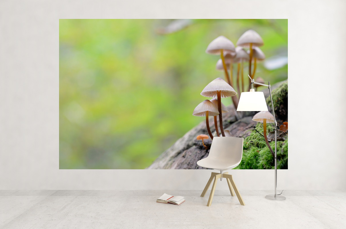 Champignons "Mycènes" poussant sur une souche de bois – Image 3