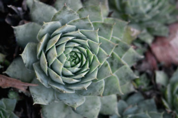 Composition de plantes succulentes, image haute résolution libre de droits à télécharger / Photo, Nature, Végétal, Feuille, Bleu, Numérique, Digital, Jardin