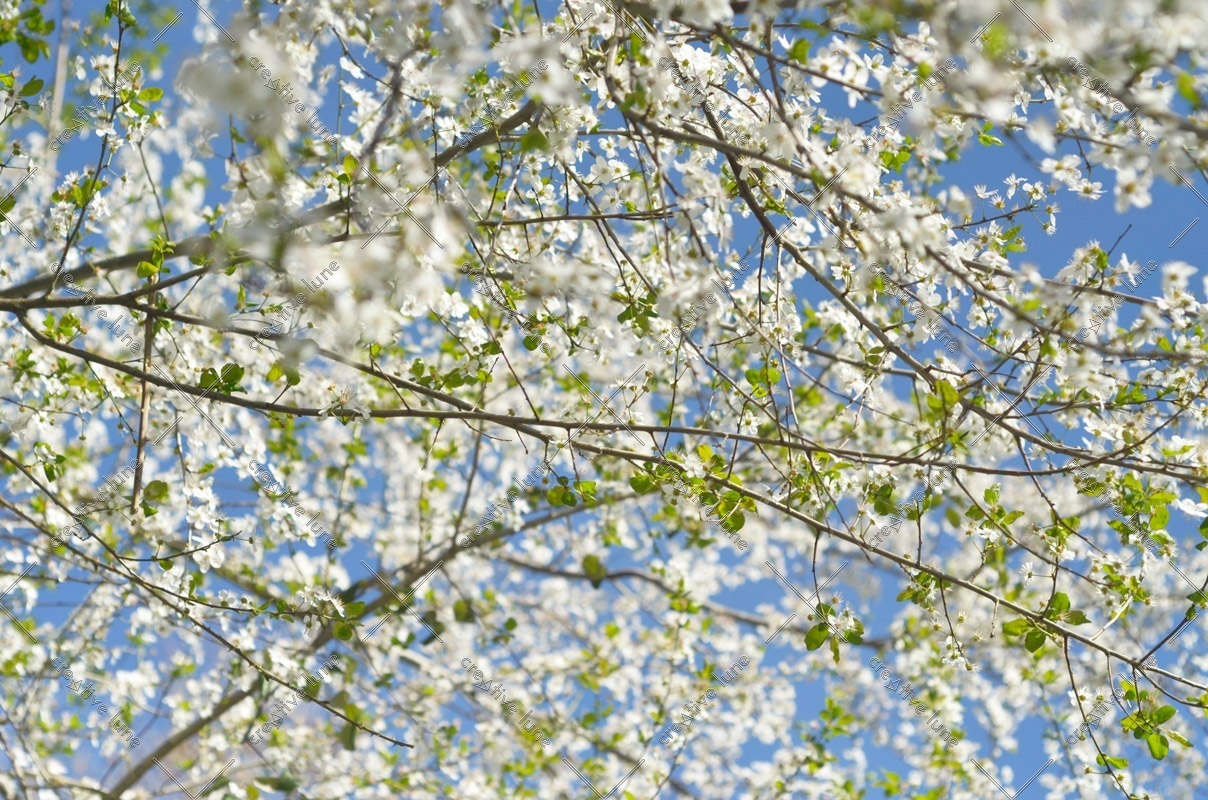 Floraison printanière : Cerisier blanc • Image haute résolution libre de droits à télécharger / Nature au printemps, Fleurs, Jardin, Arbre, Blanc, Plantes