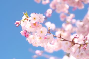 Cerisier du Japon en fleurs sur un ciel bleu, image haute résolution libre de droits à télécharger / Nature, Sakura, Fleurs, Floraison, Japonais, Printemps