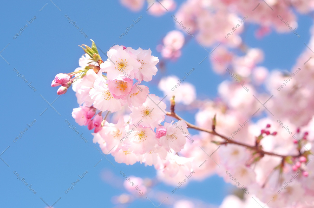 Cerisier du Japon en fleurs sur un ciel bleu, image haute résolution libre de droits à télécharger / Nature, Sakura, Fleurs, Floraison, Japonais, Printemps