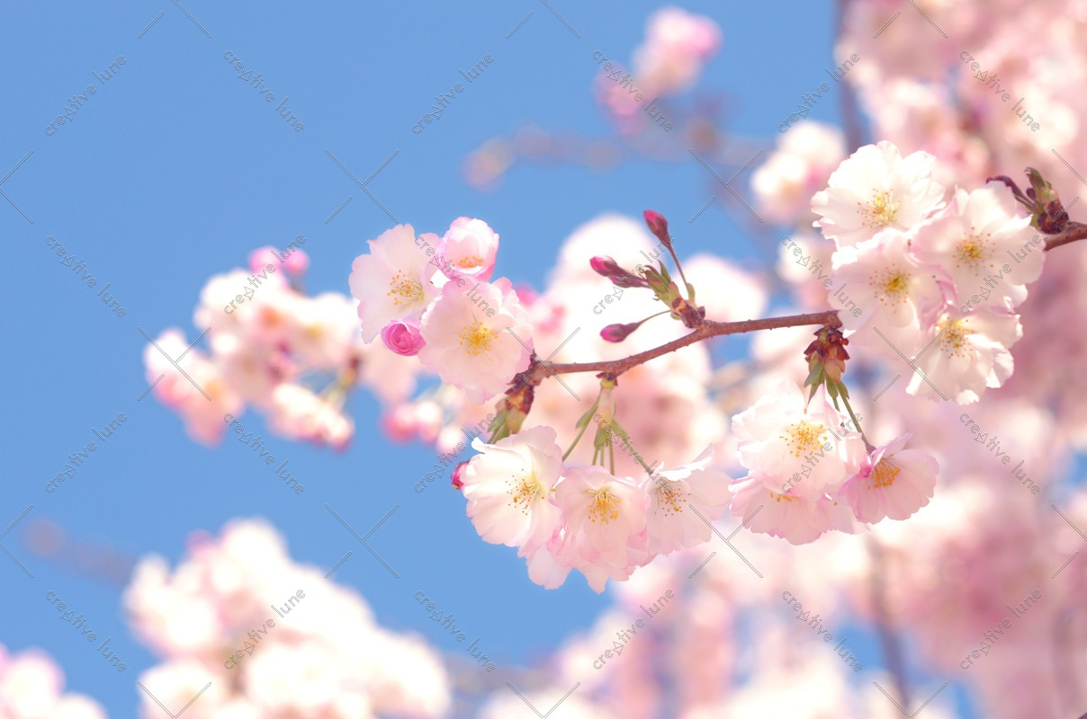 Cerisier du Japon au printemps, lot de 3 photographies – Image 2