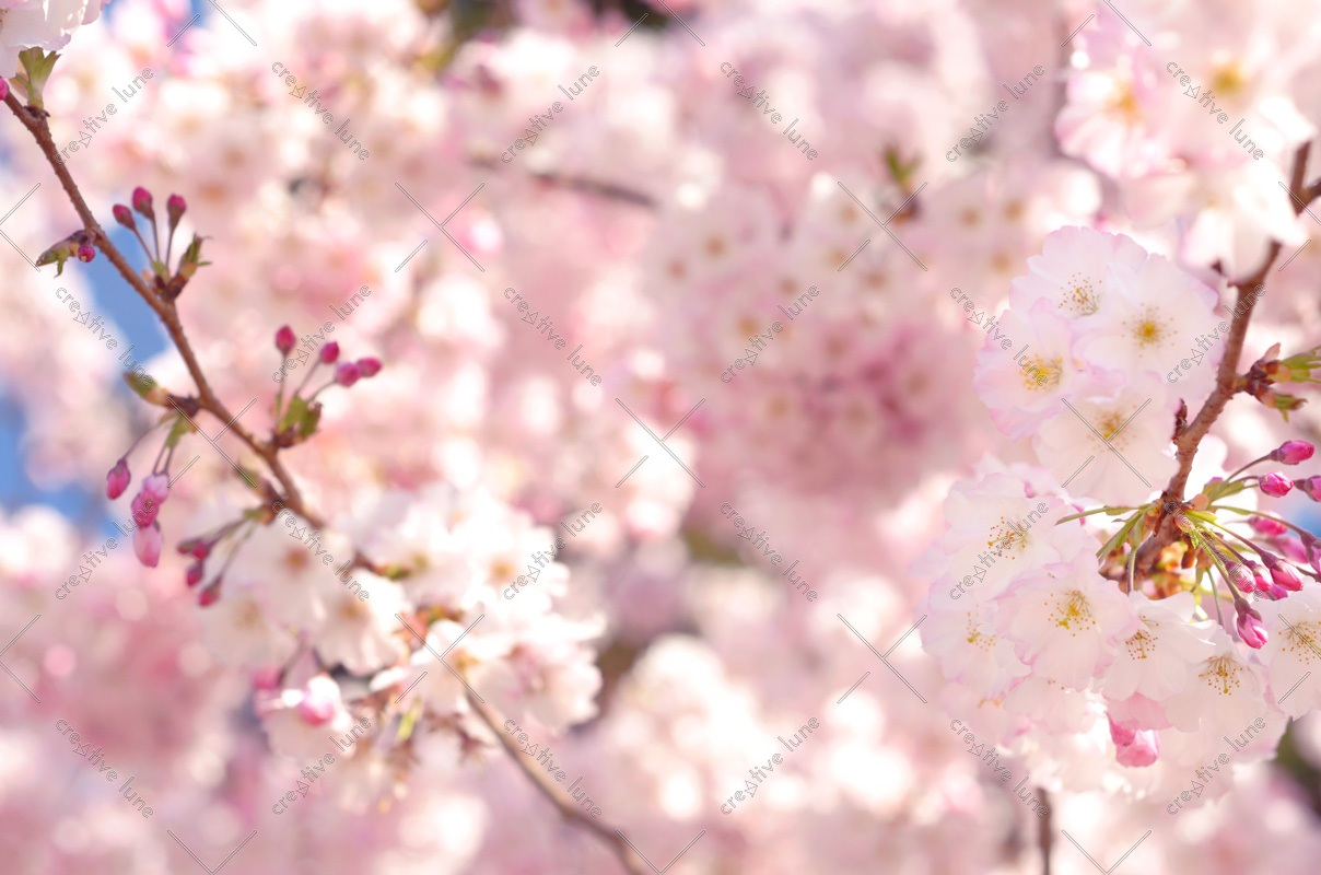 Cerisier du Japon au printemps, lot de 3 photographies – Image 3