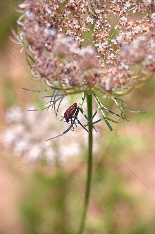 Nature en été : Carotte sauvage et Pentatome rayée
