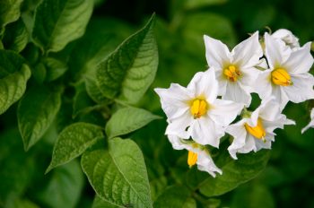 Potager et légumes : fleurs de Pomme de terre • Image haute résolution libre de droits à télécharger • Creative Lune