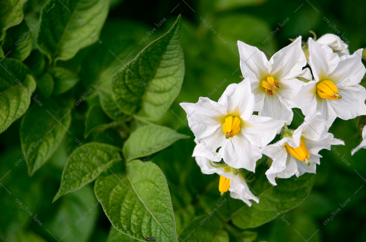 Potager et légumes : fleurs de Pomme de terre • Image haute résolution libre de droits à télécharger • Creative Lune