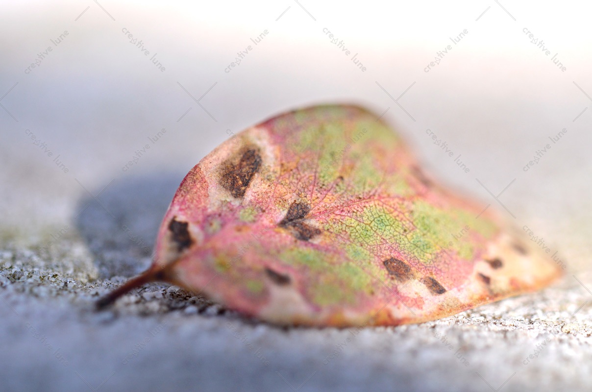 Feuille d'Eucalyptus tâchée et colorée par le soleil • Image haute résolution libre de droits à télécharger