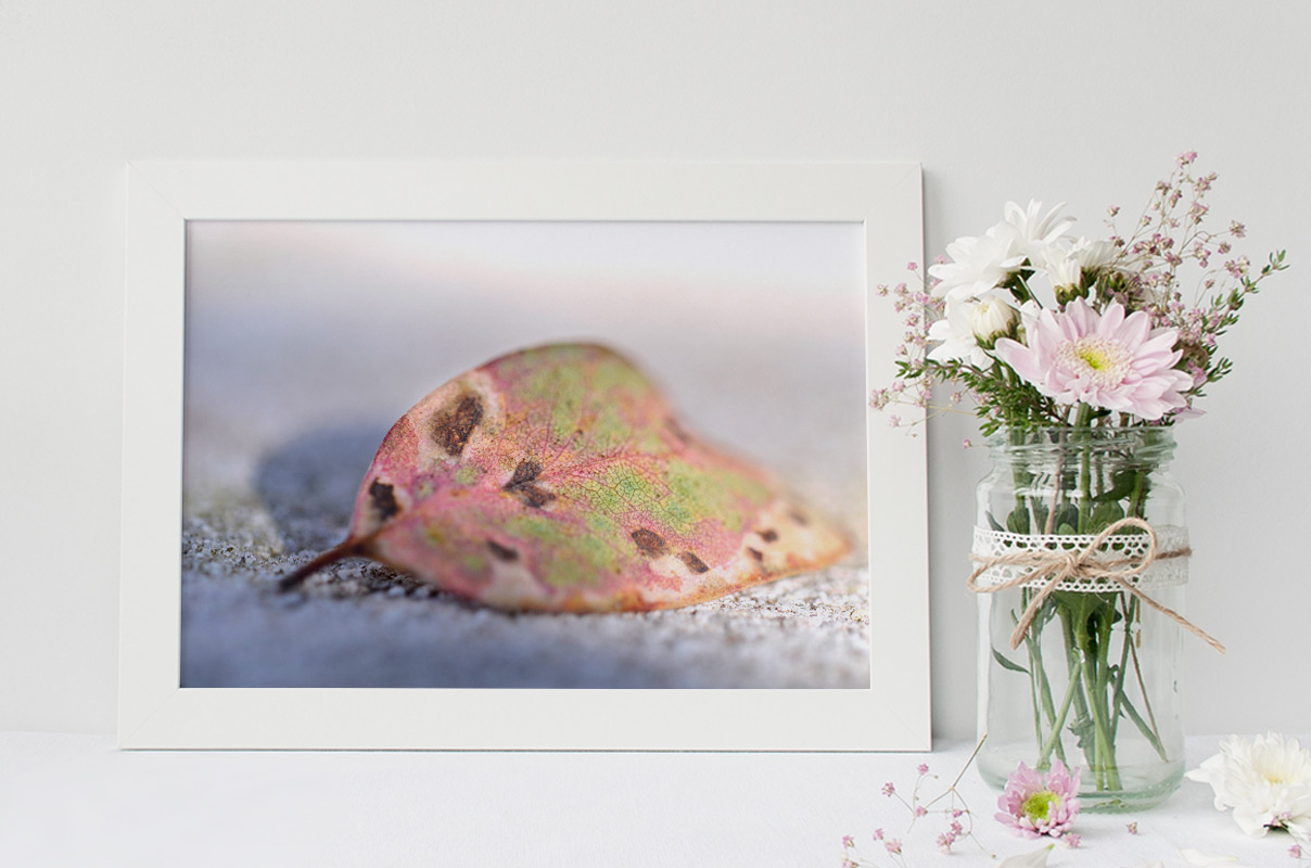 Feuille d'Eucalyptus tâchée et colorée par le soleil – Image 2