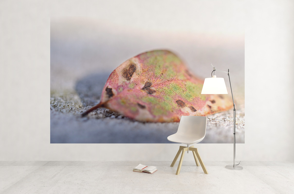 Feuille d'Eucalyptus tâchée et colorée par le soleil – Image 3