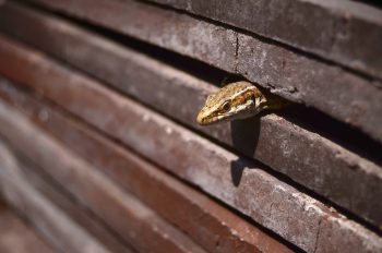 Lézard sortant la tête d'un petit tas de tuiles • Image haute résolution libre de droits à télécharger