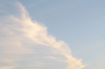 Vol d'Hirondelle sur un ciel dégagé • Image haute résolution libre de droits à télécharger
