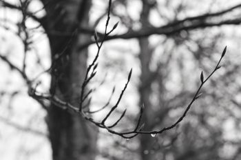 Hiver, forêt et rameau de Hêtre • Image arbre - libre de droit à télécharger