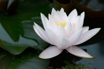 Fleur de lotus sur l'eau • Photo Nature • Libre de droit