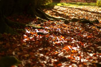 Tapis de feuilles mortes en automne • Photo de nature • Libre de droit