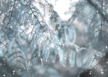 Forêt féerique : carte de Noël à Télécharger & à Imprimer