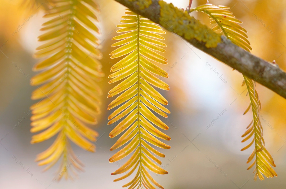 Nature en automne : feuillage de Métaséquoia • Photo Arbre libre de droits à télécharger
