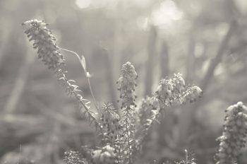Photo de fleurs de bruyère gratuite • Creative Lune