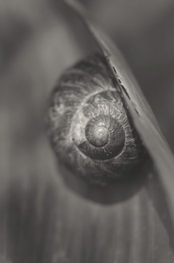 Creative Lune • photo escargot noir et blanc à télécharger
