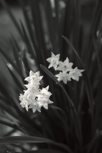 Fleur de printemps : Narcisse blanc • Photo de Nature en noir et blanc Libre de droits à Télécharger / Photographie de fleur de Narcisse - Creative lune