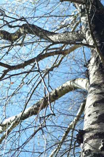 Bouleau en hiver • Photo Arbre Libre de droit à télécharger / Image de nature en hiver, Photo d'une écorce de bouleau - Creative Lune : Banque d'images