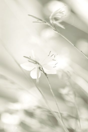 Floraison délicate au jardin - image de fleurs libre de droit à télécharger • Creative Lune