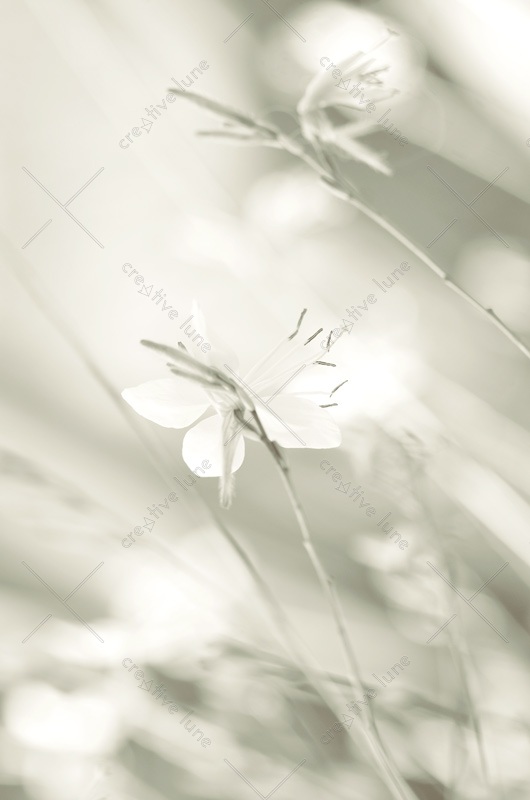 Floraison délicate au jardin - image de fleurs libre de droit à télécharger • Creative Lune