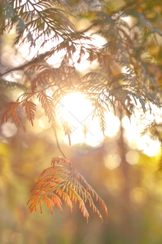 Photo automne gratuite pour usage personnel • Creative Lune
