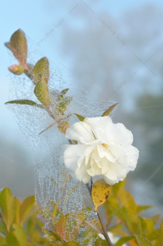 Fleur de camélia dans la rosée - image de nature libre de droits à télécharger • Creative Lune
