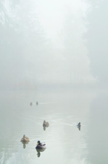 Canards sur un lac au petit matin - photographie de nature en hiver à télécharger • Creative Lune