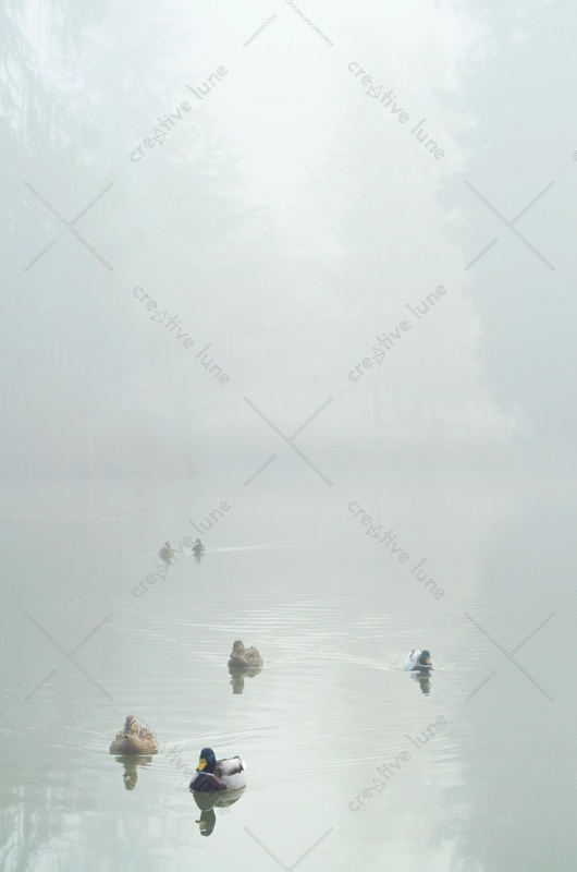 Canards sur un lac au petit matin - photographie de nature en hiver à télécharger • Creative Lune